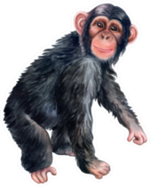Ape Monkey Colorful Watercolor Sticker