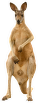 Kangaroo Standing Isolated On White Sticker
