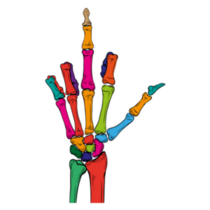 Rainbow Skeleton Middle Finger Sticker