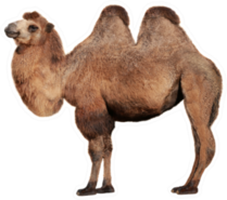 Real Camel On A White Background Sticker